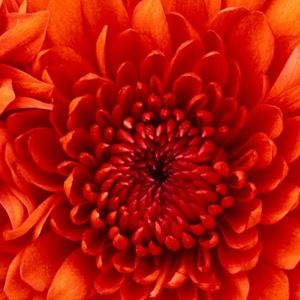 Meet your Posher, Laquandra